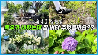 폭우가 훑고 지나간 여름 정원 무사할까요?? 새로운 정원식물 심는날!!