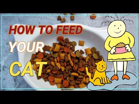 Cat Care | How to feed your cat | Right amount of feeding | MatangPusa