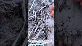 Woman Digging Eels From Muddy Ground For Food Source