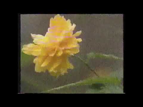 Jerzy Adam Nowak "Shanti Path" teledysk TVP kopia VHS 1992