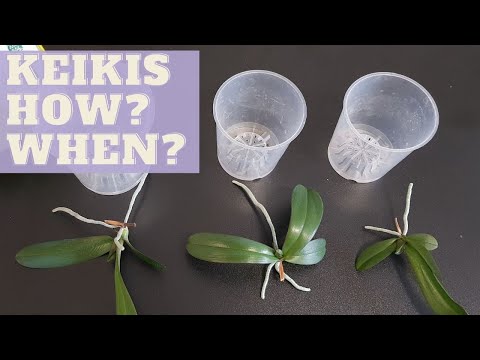 , title : 'How To Plant BABY ORCHIDS | When to Separate Phalaenopsis Babies'