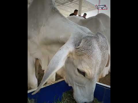 CARIAMANGA VIVIO EL SEGUNDO DIA DE FERIA AGRICOLA EN SU NUEVO COMPLEJO FERIAL