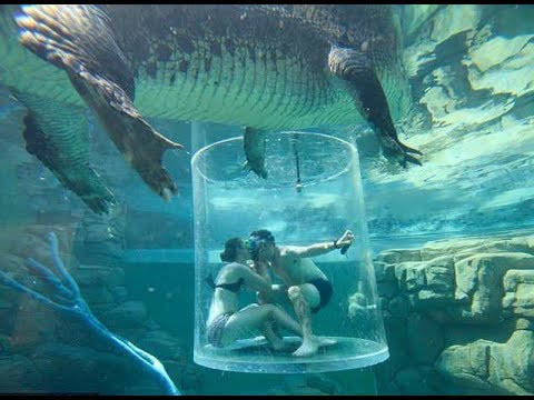 Propozim i çmendur, mes krokodilëve: Për pak desh shkoi tmerrësisht keq!