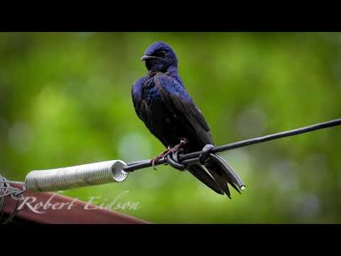 Purple Martin Conservation: Evening Song