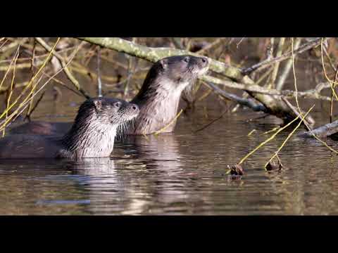 Eurasian otters, lutra lutra, two otters together looking out across the river