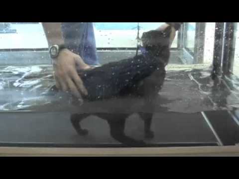 Jeffery the Cat loves rehab