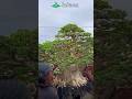 How To Make Bonsai At Home
