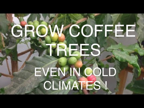 , title : 'How to Grow COFFEE TREES OUTSIDE OF THE TROPICS- A beginners guide for the home gardener! PART 1'