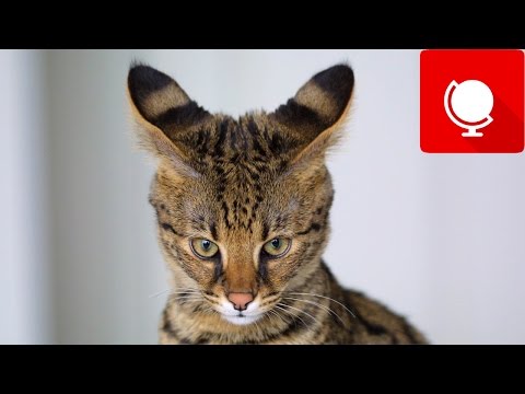 20 Most Expensive Cats in the World