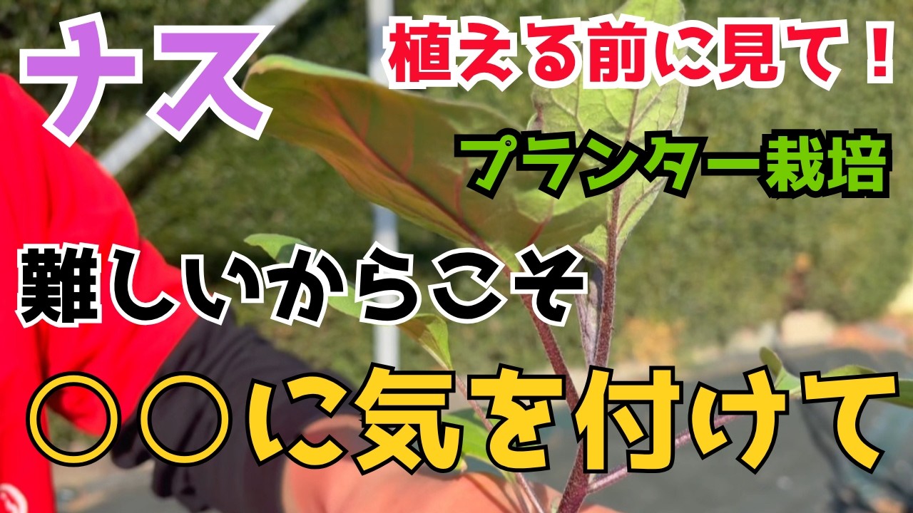 【ナス】プランターで育てるのは難しい？これを知っておけば成功率グンと上がります　【家庭菜園】