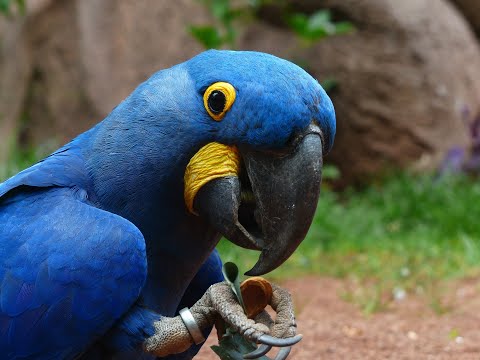 colorful macaw parrots - stunning birds in 4k