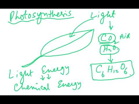 5090 BIOLOGY PLANT NUTRITION CHAPTER 4 VIDEO ONE
