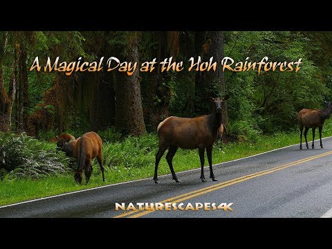 A Magical Day at the Hoh Rainforest 4K - NATURESCAPES 4K
