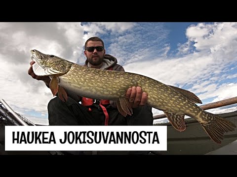 SUURHAUKEA ETSIMÄSSÄ LAPISSA