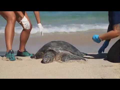 Response & Rescue of Hawaii's Marine Life
