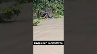 Download lagu THE BIGGEST PYTHON IN THE WORLD - ANA KONDA INDONESIA - GIANT REAL SNAKE - DOOMSDAY SNAKE - VIRAL mp3