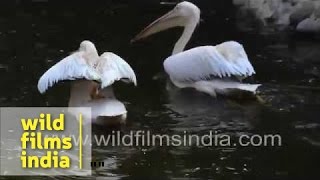 Great white pelicans wading through water - Thol bird sanctuary, Gujarat