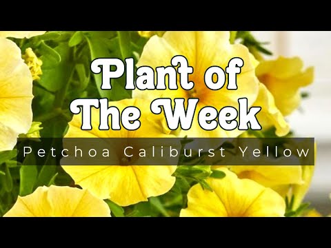 PLANT OF THE WEEK | PETCHOA CALIBURST YELLOW