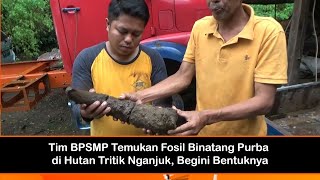 Tim BPSMP Temukan Fosil Binatang Purba di Hutan Tritik Nganjuk, Begini Bentuknya