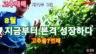 [노지 고추재배] 곁순 세워주니 폭풍 성장한다 /위로 올라갈수록 더 크고 더 많이 달린다 [제10부 2편]