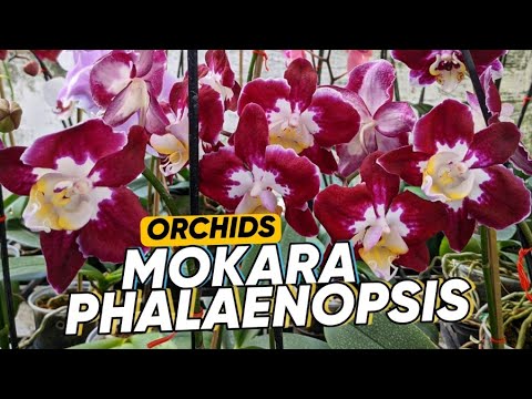 Mokara & Phalaenopsis Orchids Collection