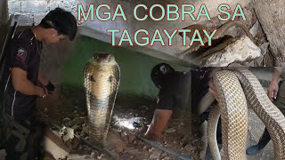MGA MAKAMANDAG NA COBRA SA TAGAYTAY#cobraprince
