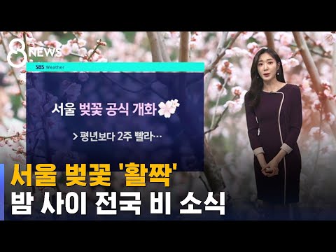 [날씨] 서울 벚꽃 활짝…밤 사이 전국 비 소식 / SBS 8뉴스