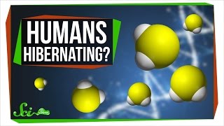Will Humans Ever Be Able to Hibernate?