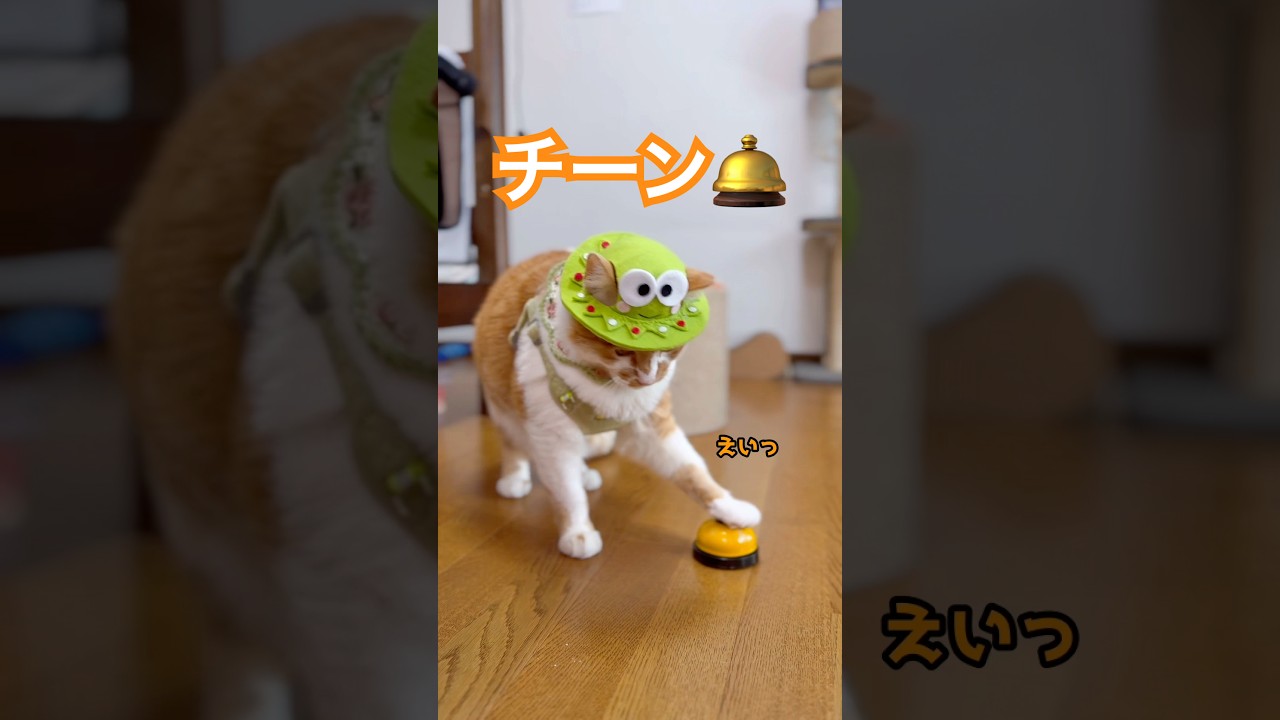 お散歩前のおやつタイム🍪🐈