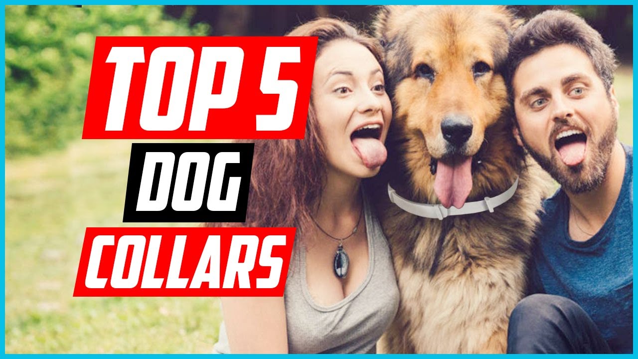 ✅Top 5 Best Calming Dog Collars Reviews in 2024