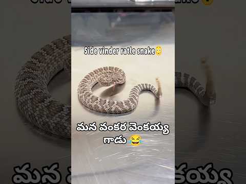 Sidewinder rattle snake 😰 Manode Vankari Venkayya 🤣 #shorts #wildlife