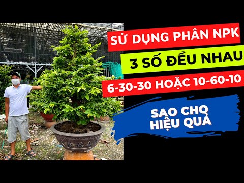 Sử dụng NPK 20-20-20 ; NPK 6-30-30 hoặc 10-60-10 để làm nút cây mai sao cho đúng?