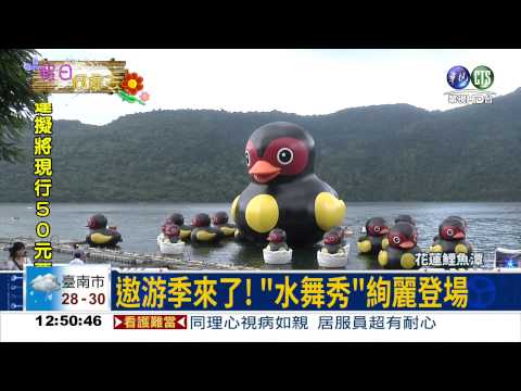 花蓮遨游季 紅面鴨鯉魚潭登場