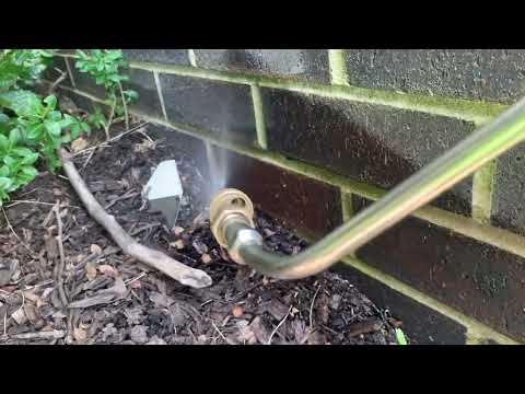 Ants Foraging From the Mulch Bed in Martinsville, NJ
