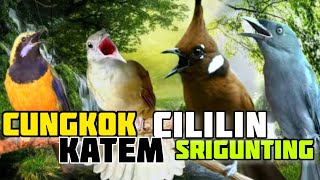 Download lagu 🔴MASTERAN tembakan panjang terbaik CUCAK CUNGKOK, KAPAS TEMBAK, CILILIN, SRIGUNTING AUDIO JERNIH mp3