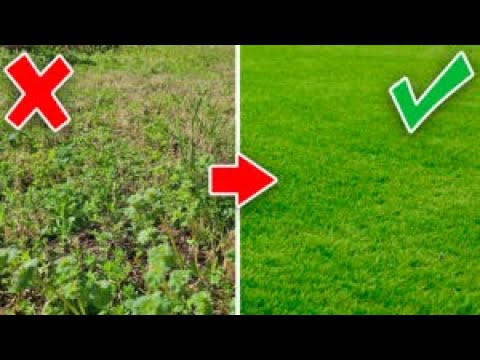 Ugly Lawn Restoration Took 9 Months - See the Results!