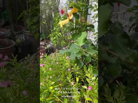 タラゴン 芳香植物 耐寒性 多年草 植物 秋冬