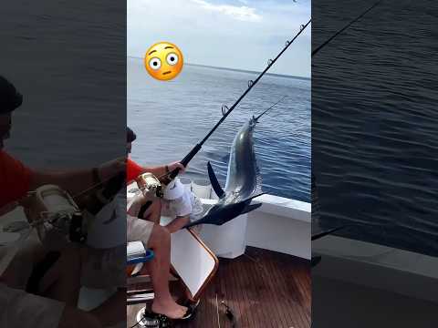 Close Call - Dangers of Marlin Fishing - Marlin jumps in boat #fishing #sportfishing #fail