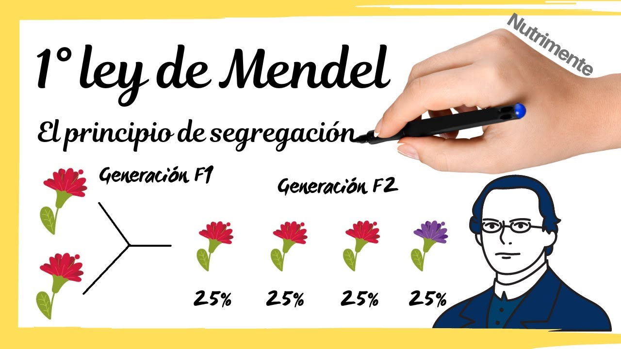 PRIMERA LEY de MENDEL [El principio de segregación]