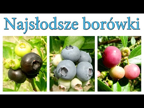 , title : 'Najsłodsze borówki-smaczne odmiany. Czy są niedobre borówki?'