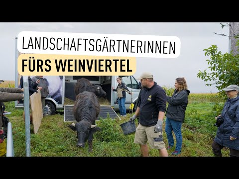 Zwei Wasserbüffel für die Leiser Berge I Tiergarten Schönbrunn