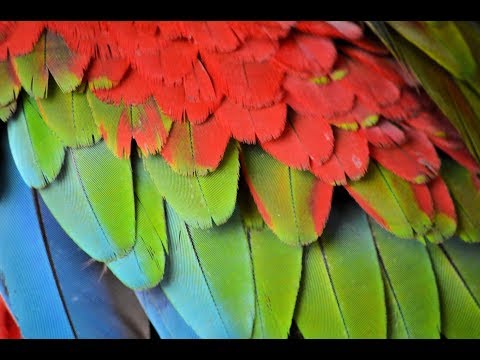 papegaaien winkel Dieca