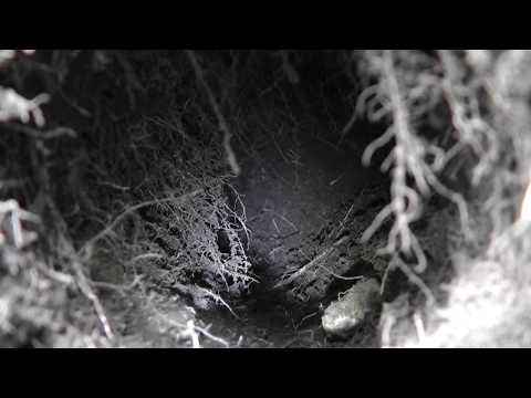 Rare View: Underground with Mazama Pocket Gopher