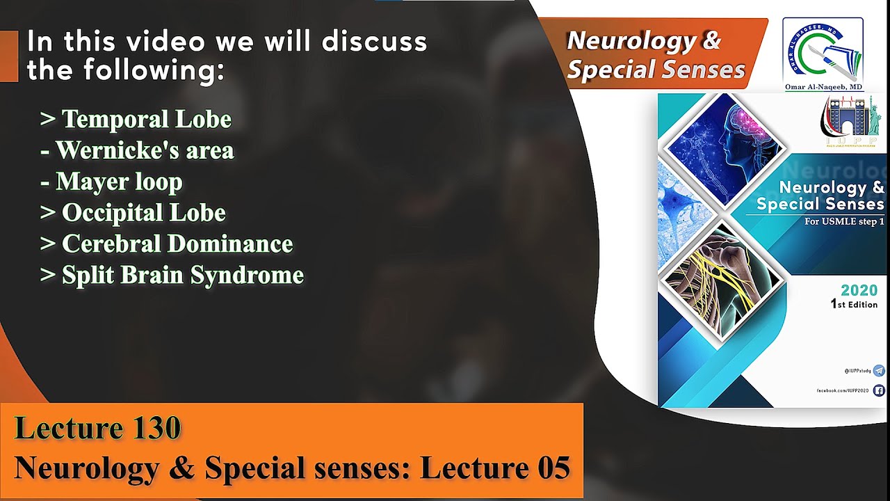Wernicke's area || Mayer loop || Occipital Lobe || Cerebral Dominance || Split Brain Syndrome