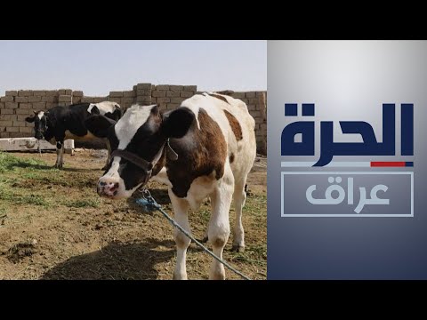 شاهد بالفيديو.. خطة طوارئ في كركوك لمحاربة فيروس الحمى النزفية
