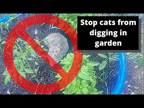 How to stop cats from digging in garden beds | Keep cats out garden