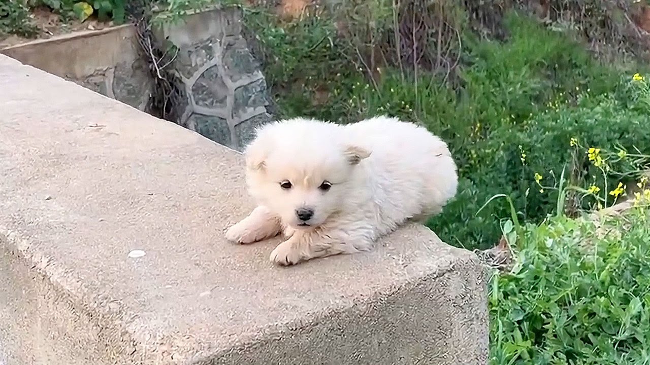 A man discoverd a stray dog on the pier while jogging,grew more fond of it after taking it home!