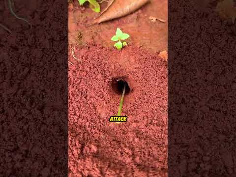 How Chinese Use This Genius Trick To Hunt Bugs With Ants