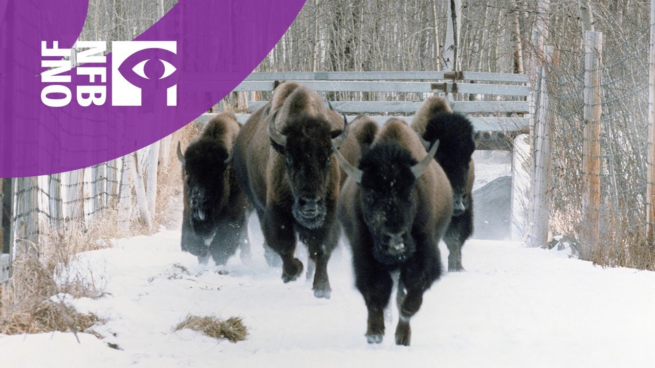 Elk Island