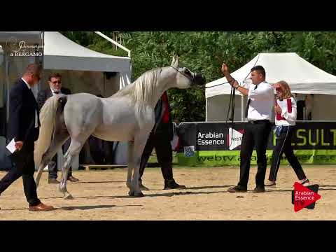 N.113 FRASERA NESHAR - Bergamo 2017 - Egyptian Event Stallions (Class D)